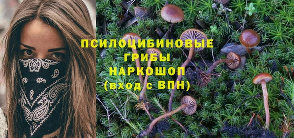 гидра Новозыбков